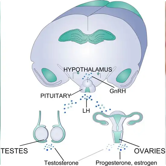 testosterone test